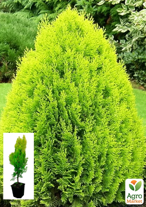 

Туя 5-річна східна Pyramidalis Aurea С3, висота 50-60 см