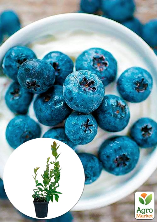 

Лохина (чорниця садова) середньопізня Чандлер (Chandler) тривале плодоношення