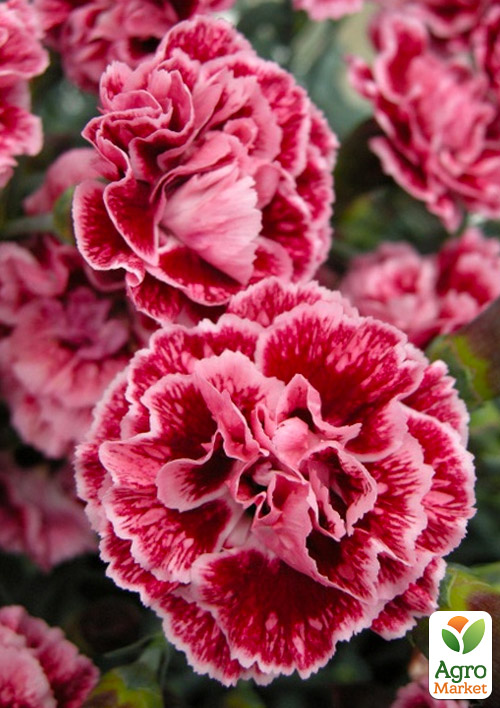 

Гвоздика Махровая Sugar Plum