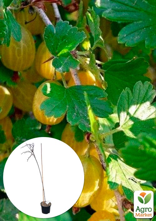

LMTD Крыжовник на штамбе Yellow ball вазон С2