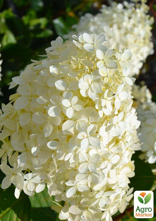 

Гортензія волотиста Bobo