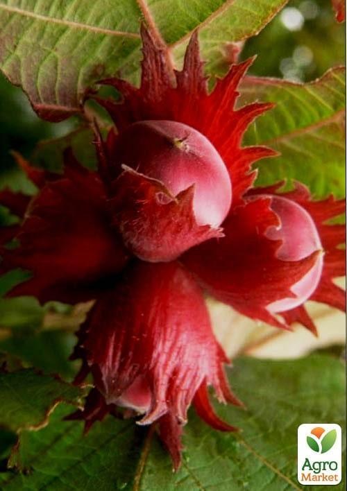 

Эксклюзив! Фундук гибридный краснолистный "Академик яблоков" (Academician of Apples) (премиальный, морозостойкий сорт)