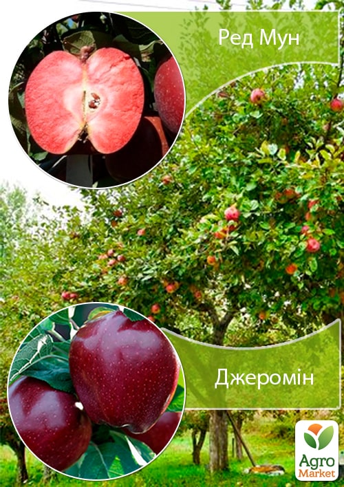 

Дерево-сад Яблоня Ред Мун+Джеромин укорененный в контейнере (саженец 2 года)