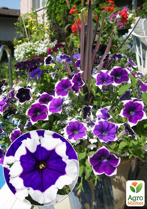 

Петуния ампельная Crazytunia Inkblot