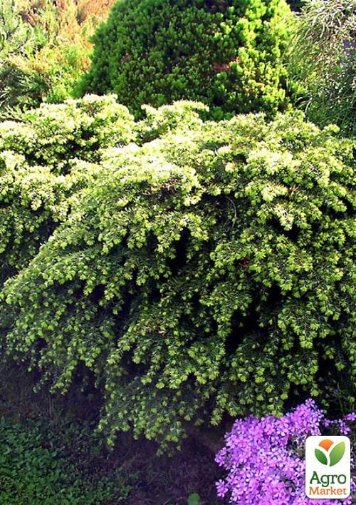 

Тсуга канадська Jeddeloh C2, висота 15-20см, діаметр 20-30см