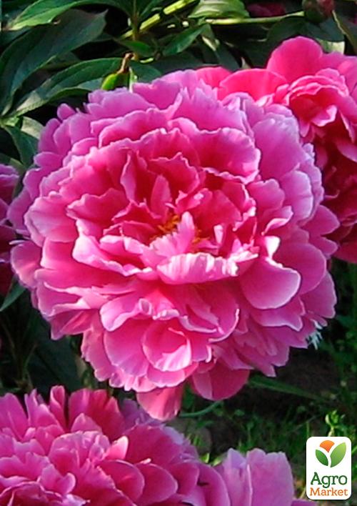 

Пион травянистый Auguste Dessert 1шт в упаковке