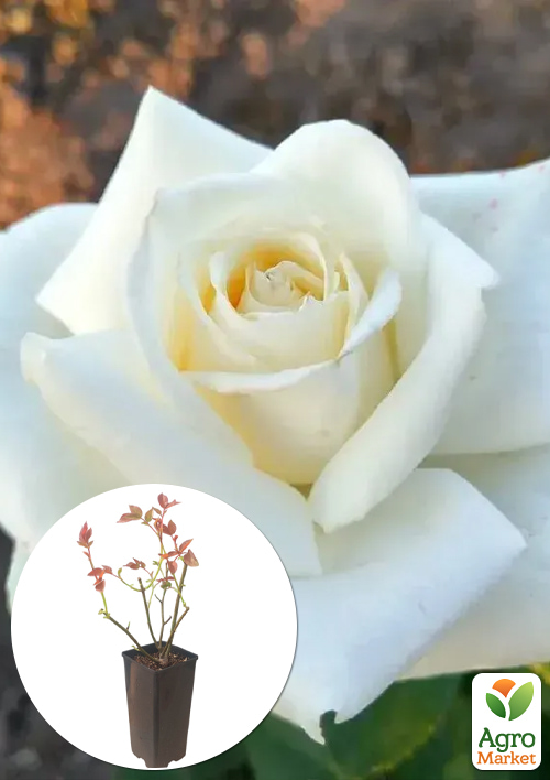 

Троянда чайно-гібридна Polo у контейнері, вищий сорт