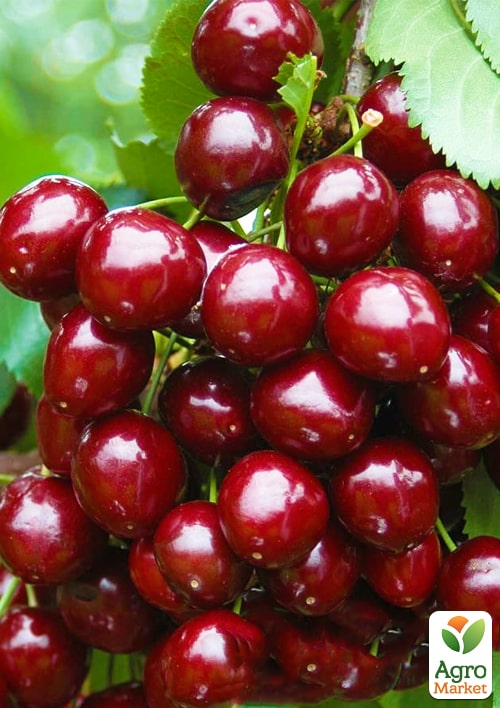 

Черешня Скина (летний сорт, поздний срок созревания)