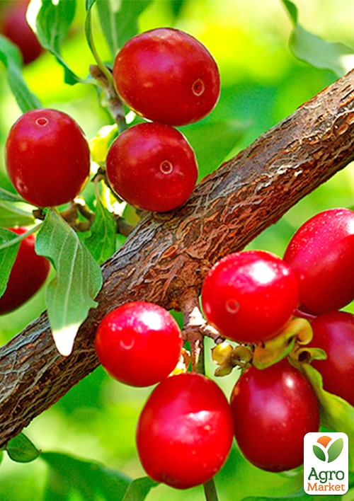 

Кизил Вавиловец (средний срок созревания, крупноплодный сорт)