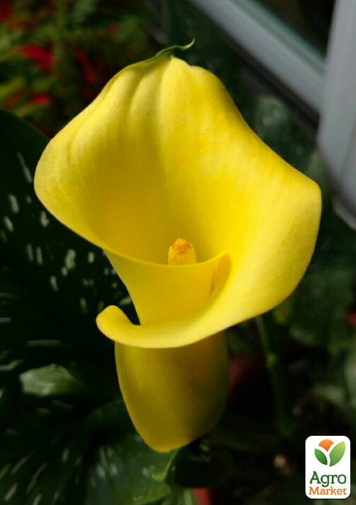 

Калла Cameo 1шт в упаковці