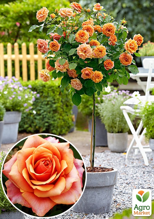 

Эксклюзив! Роза штамбовая нежно-персиковая Бабочка (Butterfly) (саженец класса АА+, премиальный красивоцветущий сорт)