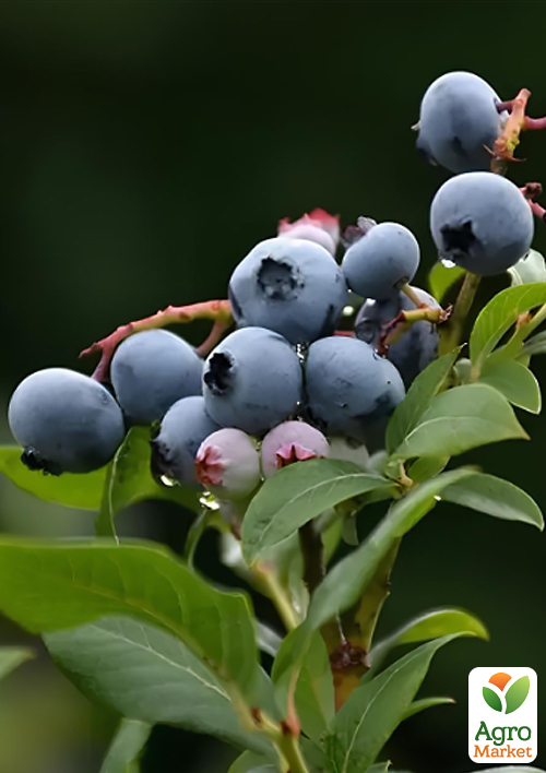 

LMTD Лохина Northland (сортова, вкорінена) висота 50-70см