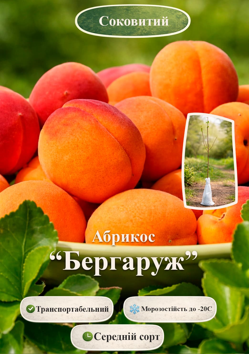 

Эксклюзив! Абрикос Бергаруж (Bergarouge) (крупноплодный, средний срок созревания)