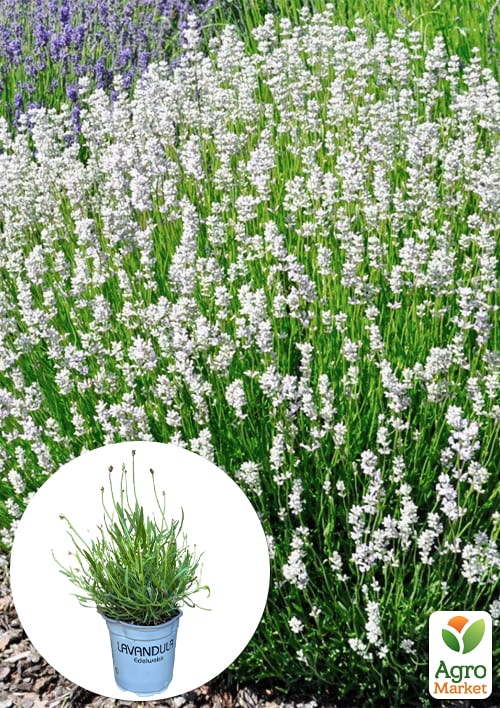

LMTD Лаванда біла 2-х річна Edelweiss (20-30см)