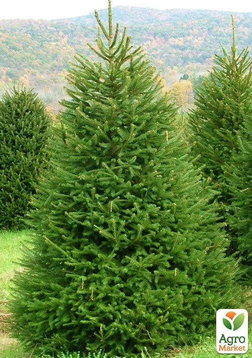 

Ель 5-ти летняя Европейская (Picea Abies) С5 высота 60-80см