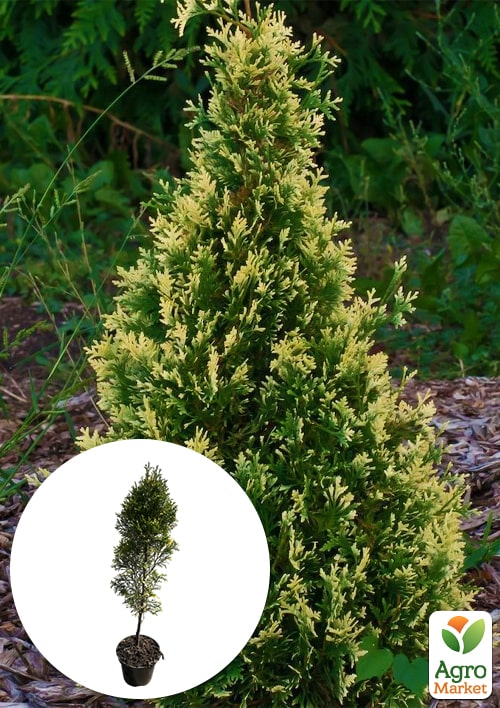 

Туя западная Smaragd Variegata С2, высота 35-45см