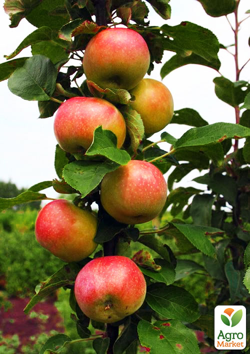 

Яблоня колоновидная Останкино (осенний сорт, средний срок созревания)