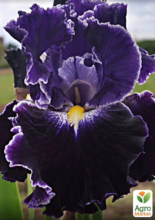 

Ирис бородатый крупноцветковый Dark Universe