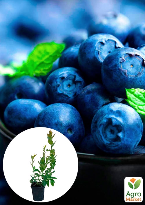 

Эксклюзив! Голубика сочного синего блестящего цвета Сладкий восторг (Sweet Delight) (премиальный, сладкий, морозоустойчивый, высокоурожайный сорт)