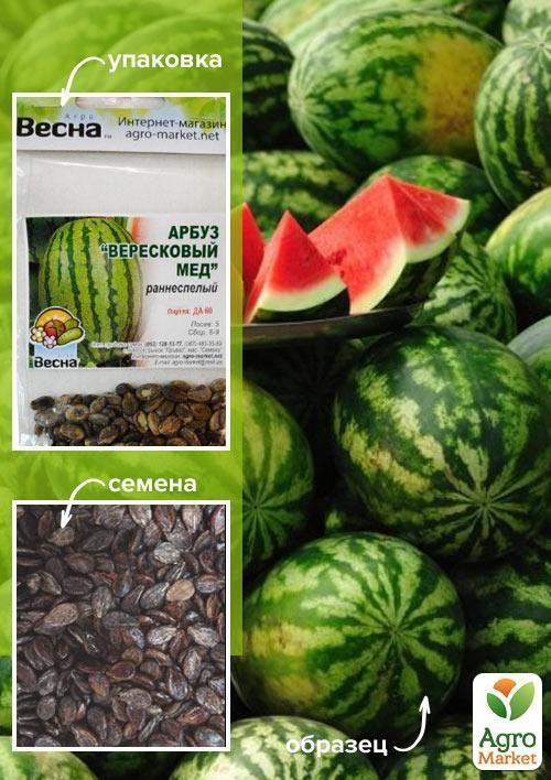 

Арбуз "Вересковый мед" (Зипер) ТМ "Весна" 4г