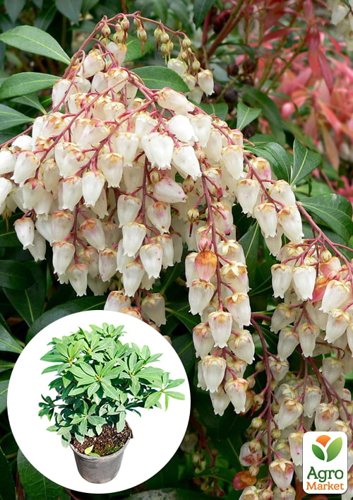 

Пиерис японский 2-х летний Sarabande вазон С1.5