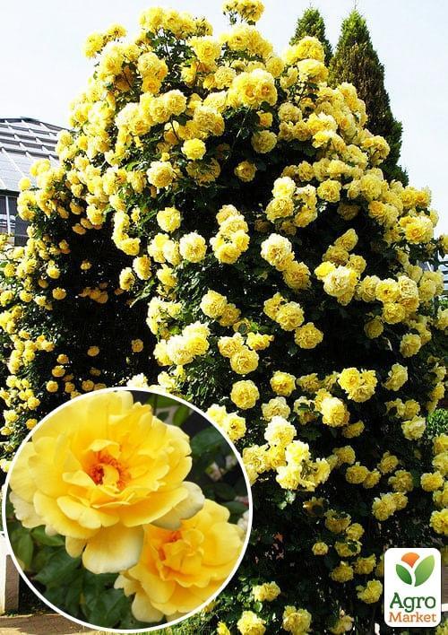 

Роза плетистая Казино (саженец класса АА+) высший сорт