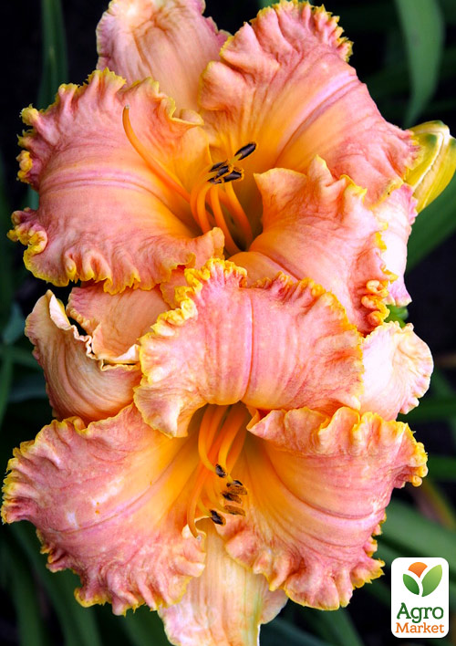 

Лилейник Inherited Wealth