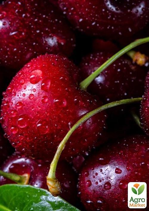 

Черешня Джерело (літній сорт, ранній термін дозрівання)