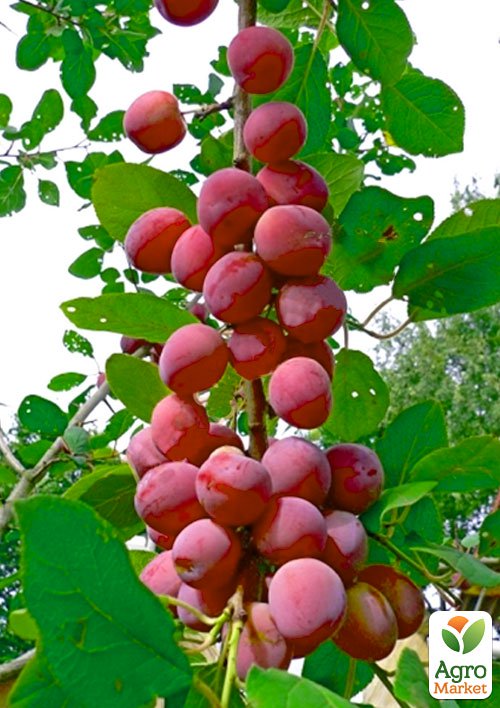 

Эксклюзив! Гибрид слива-персик колоновидный ярко розовый Северное сияние (Northern Lights) (премиальный крупноплодный сорт, средний срок созревания)