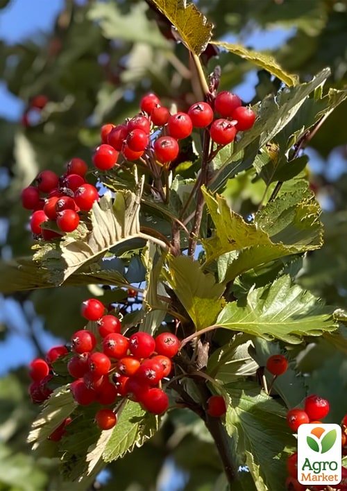 

Рябина шведская 2-летняя красная (Sorbus intermedia), С3