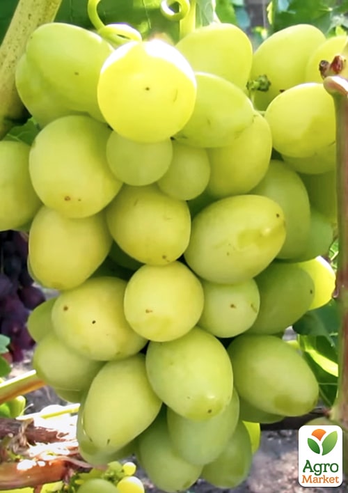 

Виноград Белый Хрусталь (сверхранний крупный мускат)