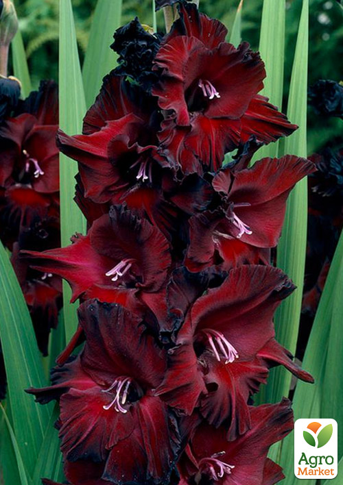 

Гладиолус Black Star