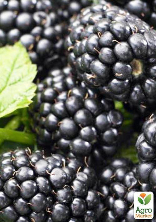 

Ежевика ранняя Натчез (Natchez)