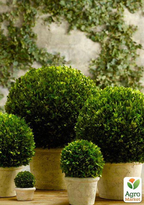 

Самшит вечнозеленый Шарм (Charm) 3-х летний саженец