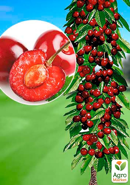 

Черешня колоновидна Ревна