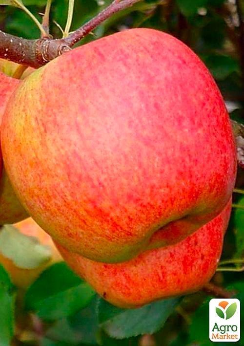 

Яблуня Чемпіон (Ранньозимовий сорт)