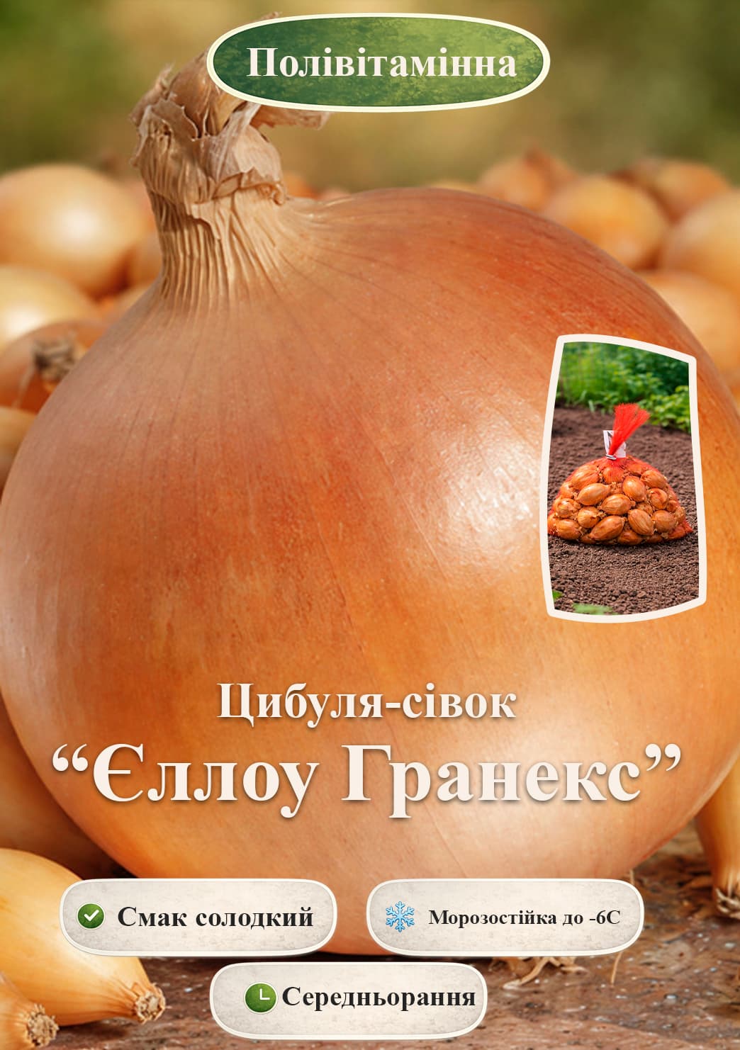 Ексклюзив! Голландська цибуля-сівок 0,5 кг (арбажейка) середньорання, жовта «Yellow Granex (Єллоу Гранекс)»