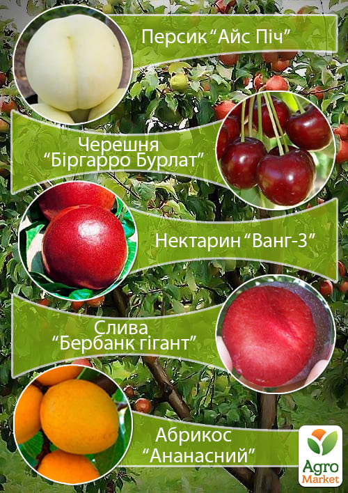 

Дерево-сад Мультифрукт Персик1+Черешня+Слива+Абрикос+Персик2