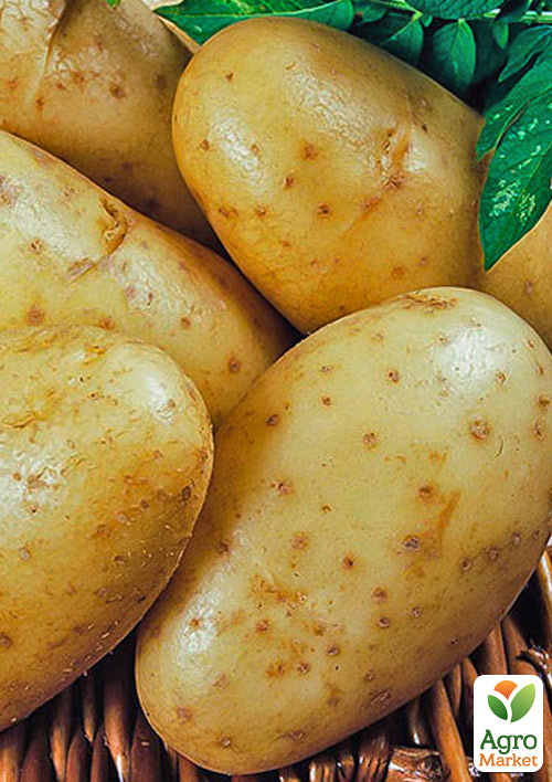 

Картофель Раноми семенной ранний (1 репродукция) 5кг