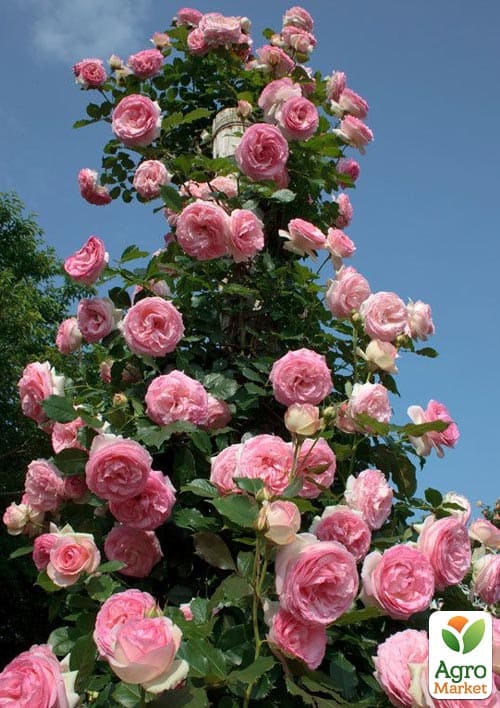 

Роза английская плетистая Pierre de Ronsard (саженец класса АА+) высший сорт