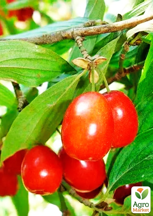 

Кизил Кораловий рожевий