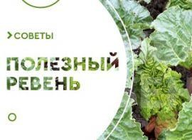 Лікувальні властивості ревеню - корисні статті про садівництво від Agro-Market