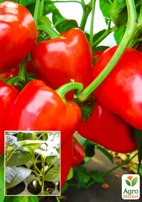 Розсада Перець солодкий "Політ" (фермерське вирощування), 42шт в упаковці (касета)