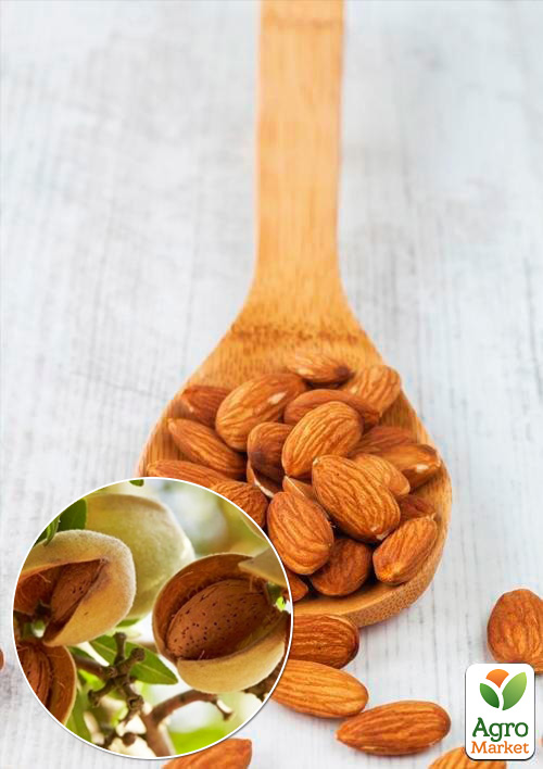 

Миндаль сладкий Виктория (ранний срок созревания)