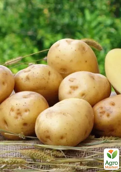 Картопля "Рів'єра" насіннєва ультрарання (1 репродукція) 10кг