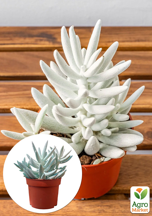 

LMTD Сенецио (хавортия) Mont Blanc высота растения 10-15см