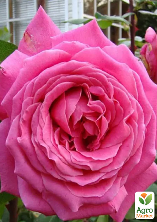 

Роза чайно-гибридная Duftrausch (саженец класса АА+) высший сорт