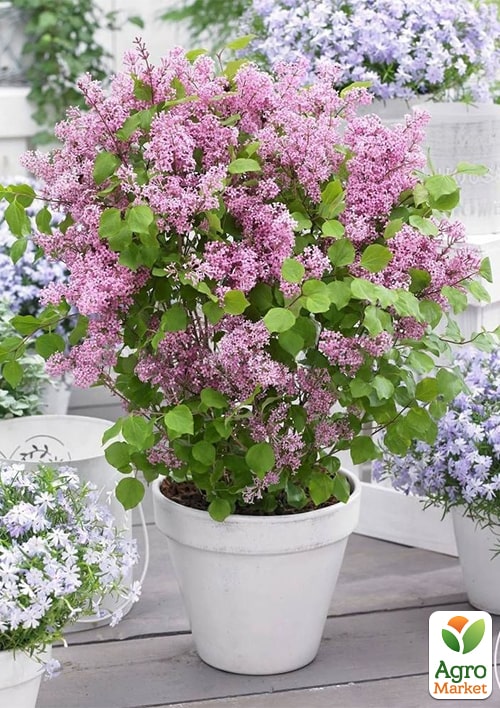 

Сирень Мейера 2-х летняя мелколистная Flowerfesta Pink, С1.5