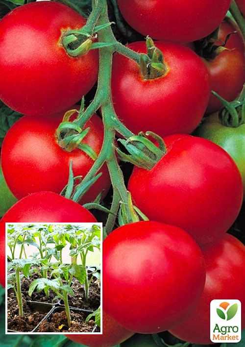 

Рассада Томат «Толстой F1» (фермерское взращивание), 1шт в упаковке