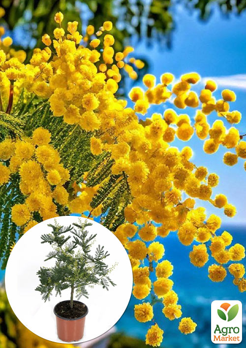 

LMTD Мимоза Абхазская 5-ти летняя (высота 100-120см)